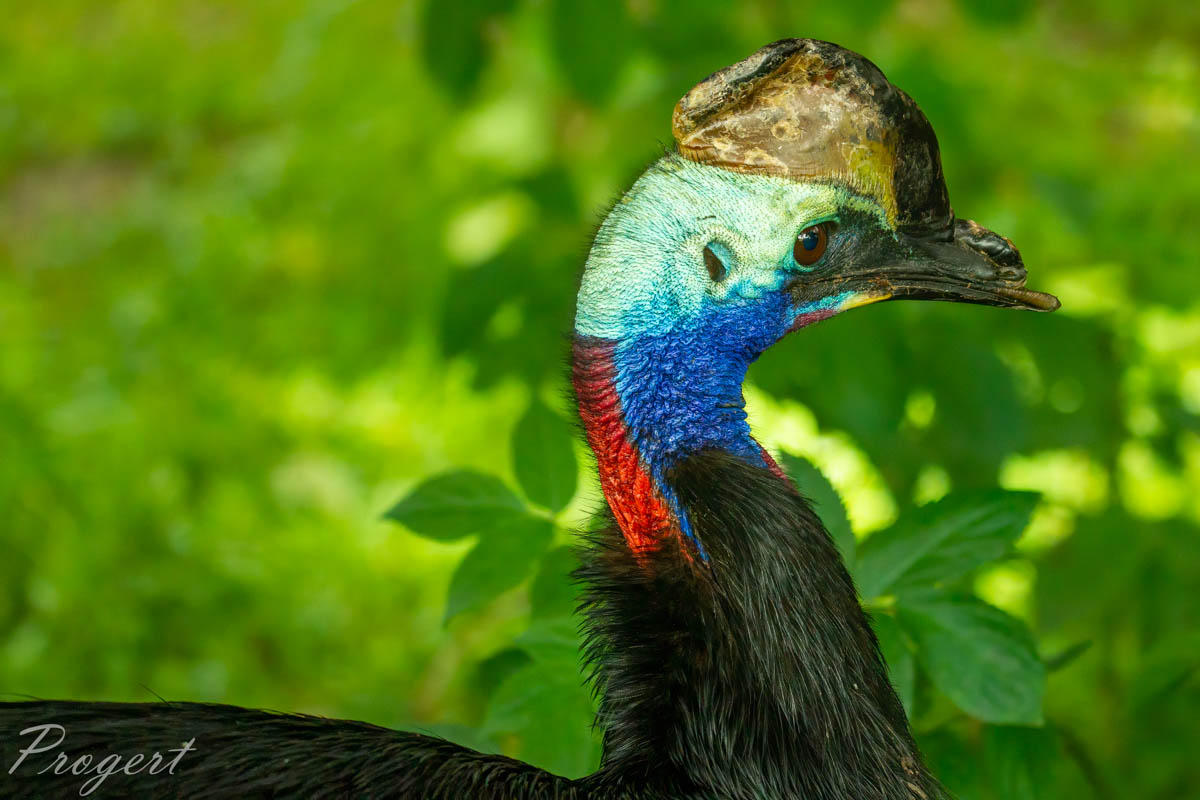 Avi Fauna