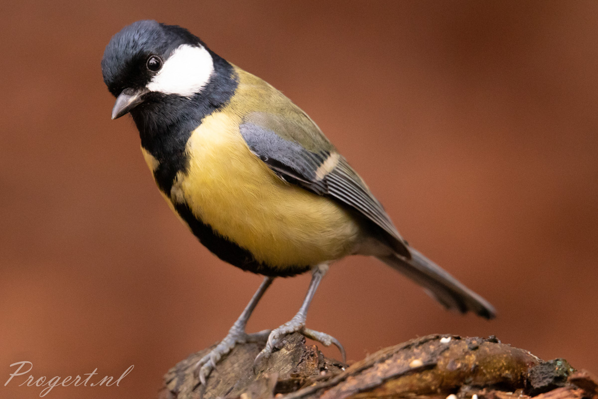 Vogels