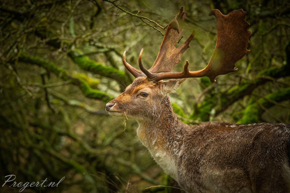 De Amsterdamse waterleiding duinen