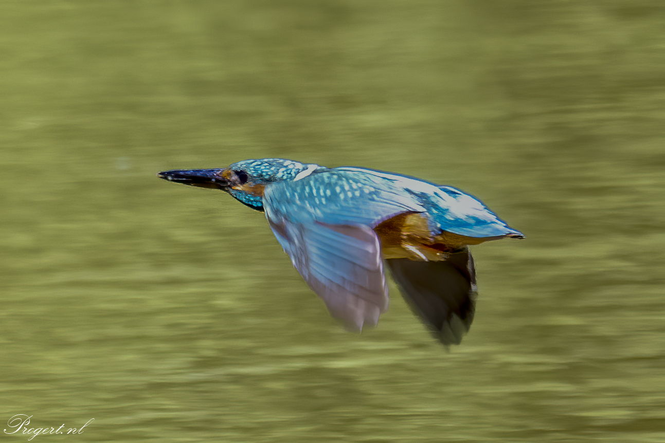 ijsvogel
