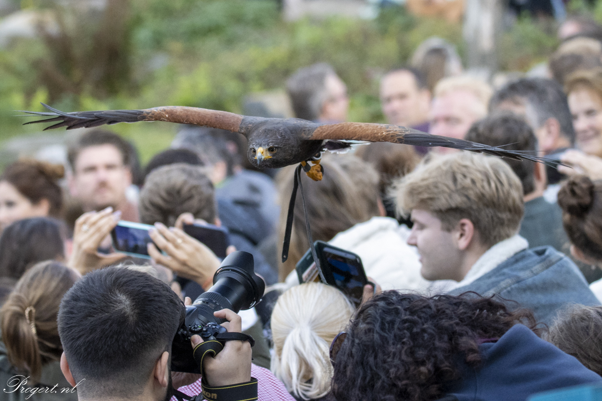 Roofvogelshow Beekse bergen.