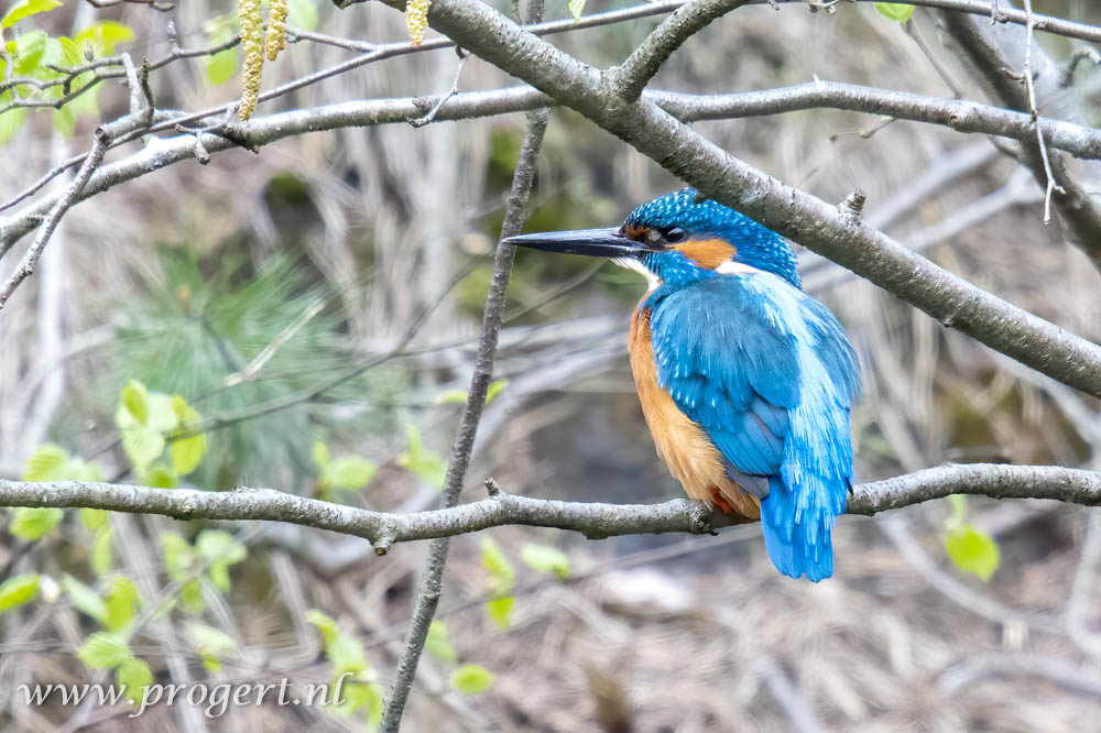 IJSVOGEL