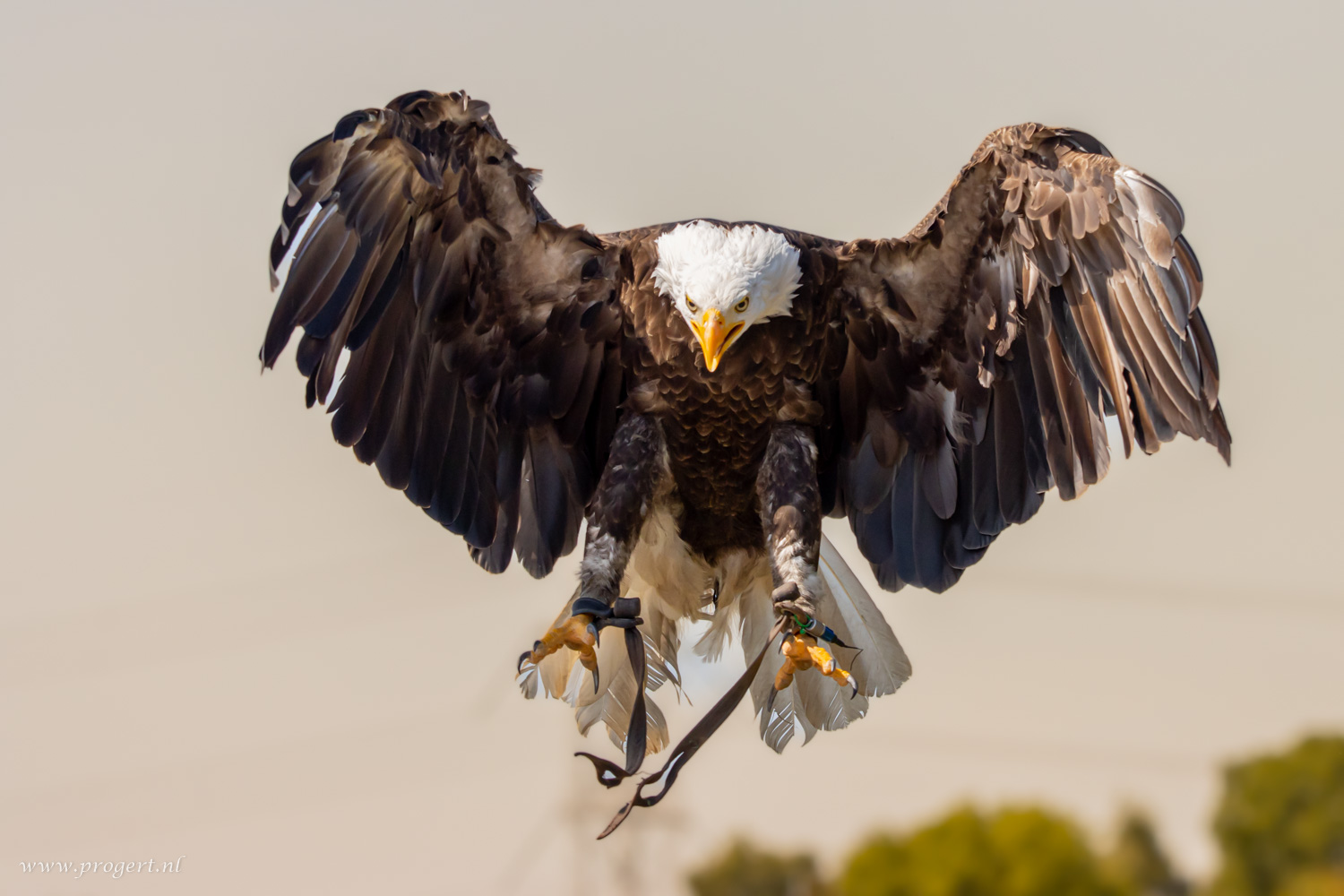 Falconcrest Valkerij en Roofvogel Centrum
